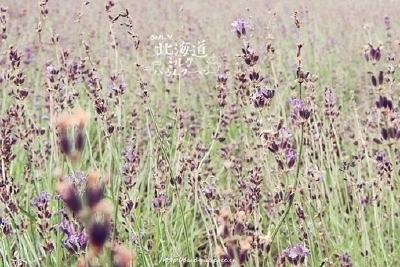 北海道，花田