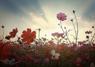山花如此烂漫