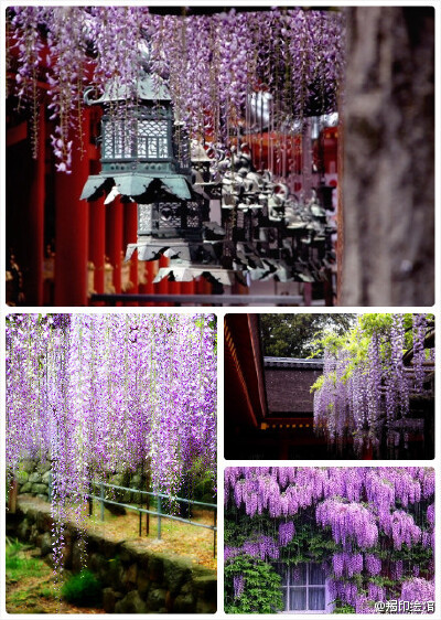 紫藤花瀑