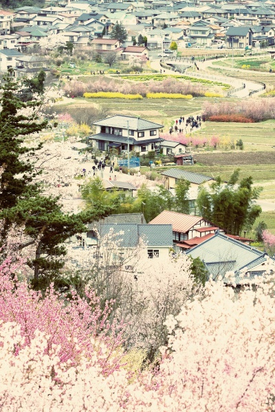 樱花