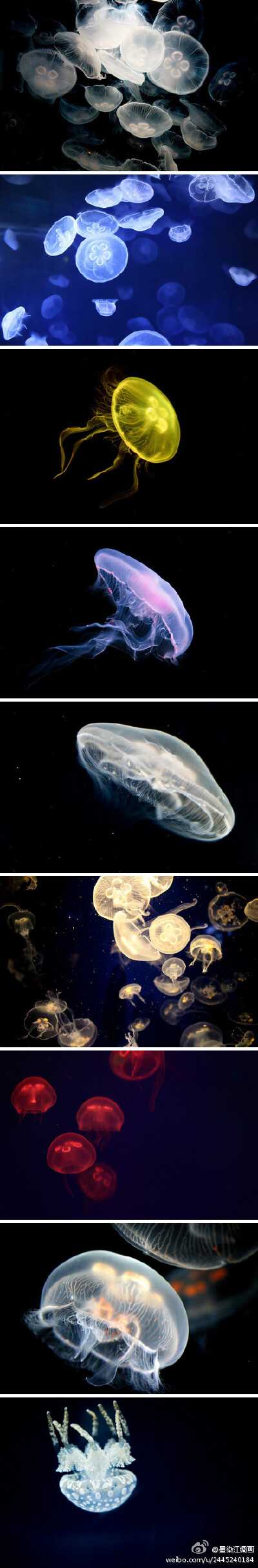 水下精灵 梦幻水母像极了在水中晕开的彩色墨滴