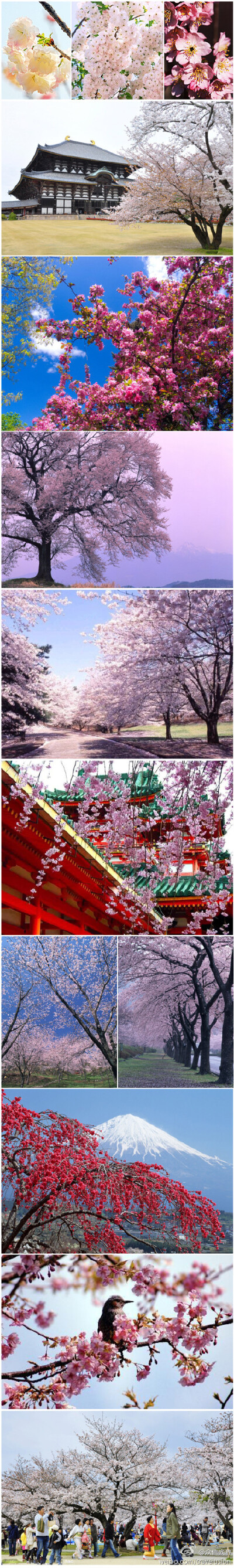 日本赏花最佳季节，特推出11条浪漫樱花路线，箱根、大阪、东京、北海道等任你选，赏樱花，泡温泉，吃大餐，全程均无自费，价格从6880元到13980元不等；樱花绽放时，街巷华盖，庭院两侧，河道彼岸，粉红的花瓣缓缓飘…