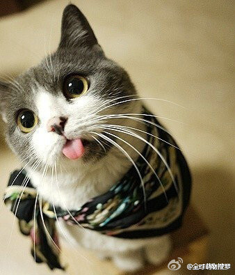 萌猫咪