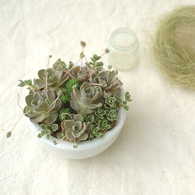 景天科瓦松属【子持莲华】Orostachys boehmeri 景天科多肉植物，很美的名字，叶片中间生出的小植株可以摘下来长成棵新的。喜好强烈的阳光，浇水却要节制。光线弱的话，叶子会松散茎会拔的很长，失去美感.