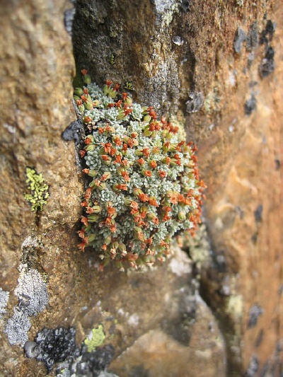 Androsace vandellii