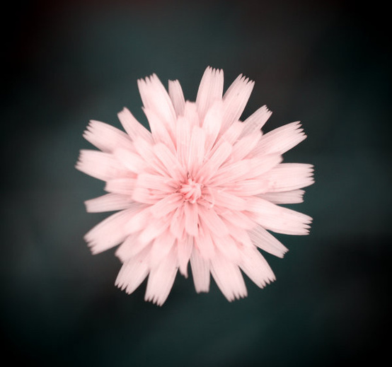 【我是{彩}花大盗】----菊苣