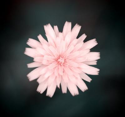 【我是{彩}花大盗】----菊苣