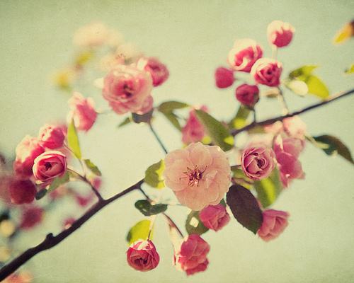 【我是{彩}花大盗】--樱花