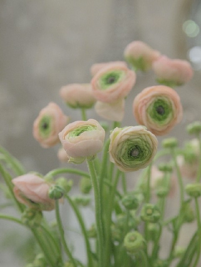 【我是{彩}花大盗】---花毛茛（学名：Ranunculus asiaticus）又称芹菜花、波斯毛茛，昆明地区俗称“洋牡丹”，是毛茛科花毛茛属多年生宿根草本花卉。花毛茛原产于地中海沿岸，法国、以色列等欧洲国家已广泛种植，目…