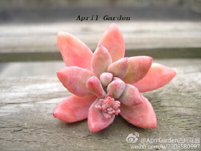 Graptosedum 'Francesco Baldi'【秋丽】.