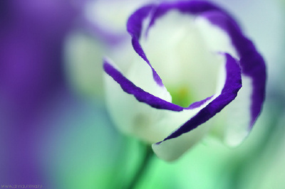 ❀【我是{彩}花大盗】❀