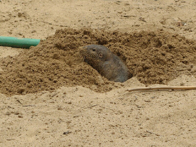 mole 鼹鼠