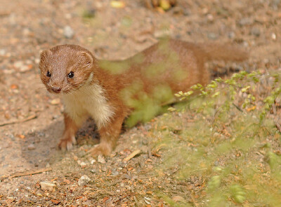 weasel 黄鼠狼