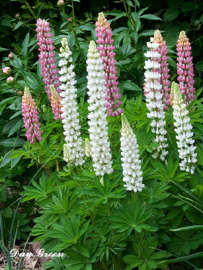 【我是{彩}花大盗】---鲁冰花