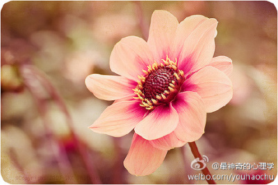春 暖 花 开