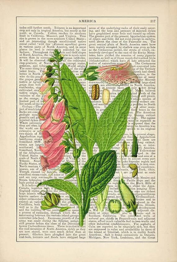 Foxglove Botanical 毛地黄