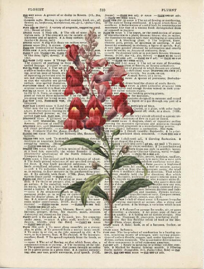 SNAPDRAGON 金鱼草