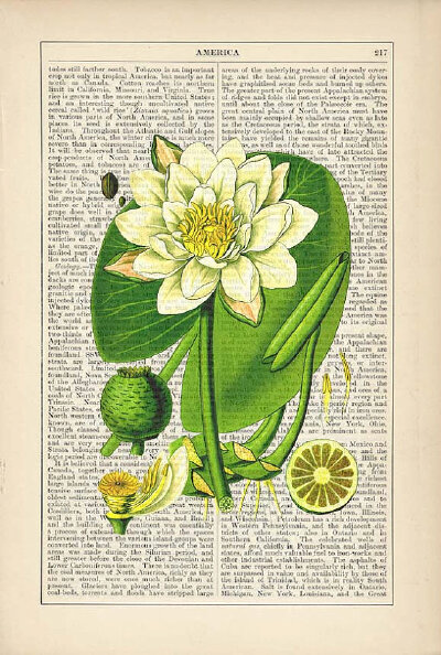 Water Lily 睡莲