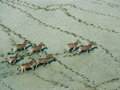 Zebras, Botswana by Robert B. Haas