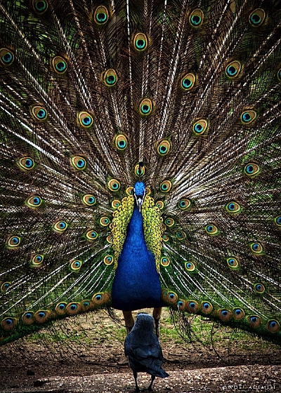 Beauty of the Animals Photography
