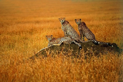 Beauty of the Animals Photography