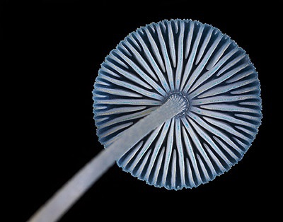 Mycena interrupta（炫蓝蘑菇），俗称“精灵的梧桐”（Pixies' Parasol），是蘑菇的一种。颜色鲜丽但是并不发光，未成熟幼苗时期时呈现蓝色，传说吃下后眼睛可以变成蓝色。应该有毒，不建议尝试。