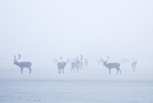 Christmas Day (by Paul O’ Connell)