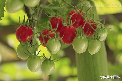 十四种比砒霜还毒的食物：1、胖大的豆芽 2、新鲜的蚕豆 3、变色的紫菜 4、未腌透的咸菜 5、发黄的银耳 6、长斑的红薯 7、长霉的茶叶 8、棕色心的甘蔗 9、腐烂的生姜 10、发芽的土豆 11、鲜黄花菜 12、无根豆芽 13、…