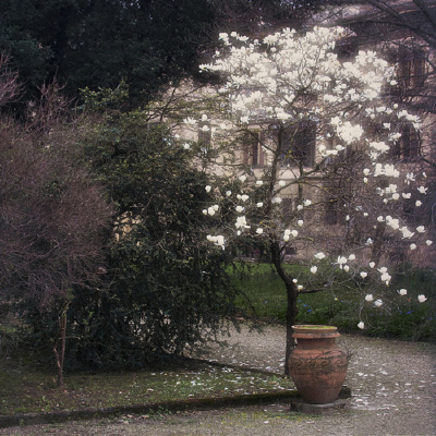 花非花 雾非雾