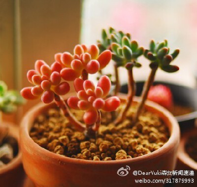 【多肉植物】粉红色的小多肉更可爱~~~