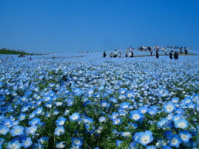 花海、蓝。❤。。