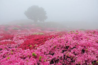 花海、梦境。❤。。