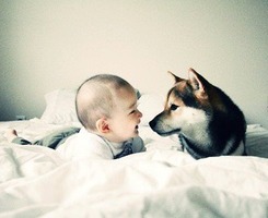 可爱 狗狗 love 萌宠 v