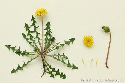 蒲公英，菊科。 蒲公英的“一朵花”其实是聚在一起的一团很多小花，下面的那三个就是单独分出来的小花。右面的是还没熟透的果子。