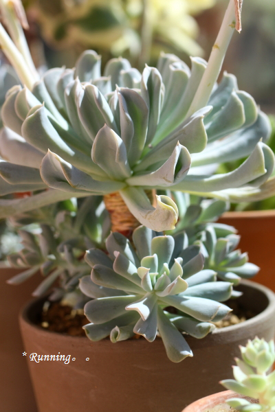 特玉莲，很俏丽的花，共有三支花葶，根部周围也长满了一圈的小莲，上下两不耽误，只是让我有些为难是不是要任其这样发展下去。