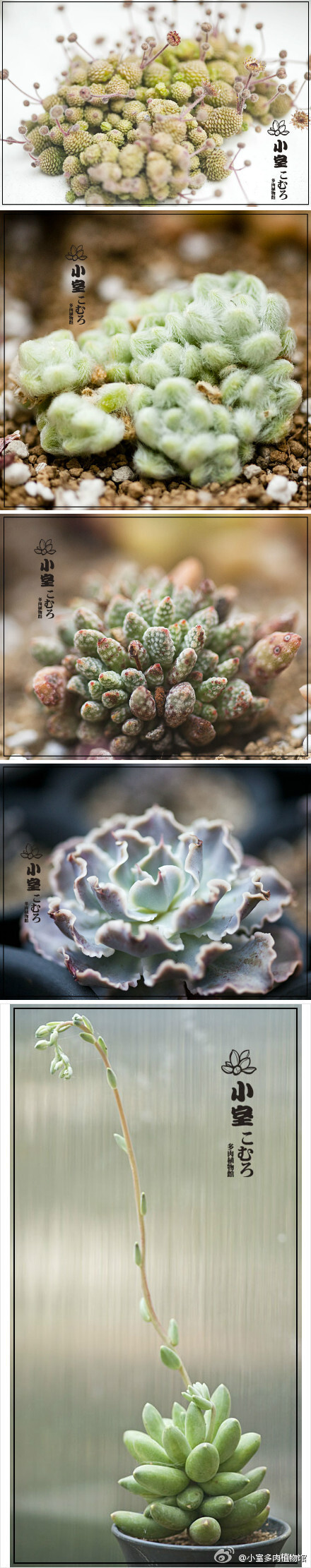 真心是毒物，由不得人中毒