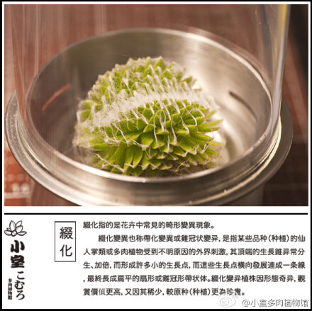 蛛絲卷绢的綴化
