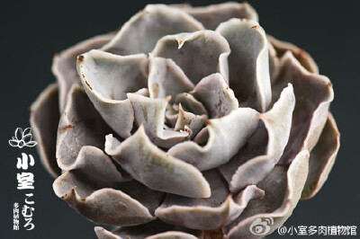 E.White Ghost