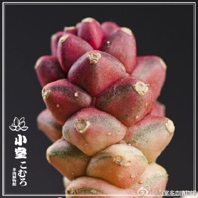 【將軍閣錦】大戟科，翡翠塔屬，黃花，原產於肯尼亞中部。 學名：Monadenium ritchiei varieg. 拉丁名：Monadenium ritchiei ssp. marsabitense.