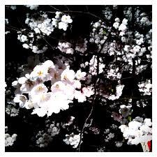 桜にマミレル！