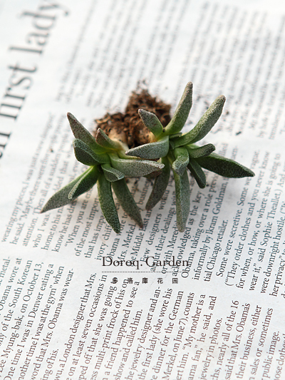 Rabiea difformis 学名：Rabiea difformis(人鱼) 属名：旭波属 科名：番杏科 对称细长的叶片， 布满了鱼鳞般的斑点，<br />宛若人鱼的尾巴。<br />喜欢温暖干燥的环境，<br />请不要经常浇水。<br />秋天时，已成年的植物，<br />会从叶片间的缝隙中开出花朵。<br />春秋生长季节，土完全干了再浇水。<br />夏季需要极少浇水，避免暴晒。<br />比较怕冷，所以请在室内越冬，<br />并尽可能多给予日照。