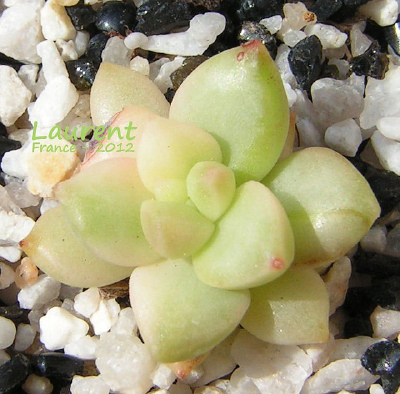 Sedum 'Golden Glow Variegatum'