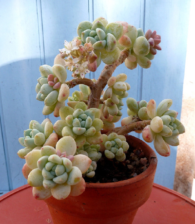 Sedum clavatum 这桩够老，叶看起来就有种放养的皮实。。