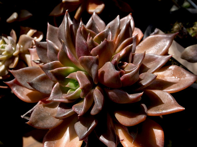 Echeveria "black prince" 黑王子