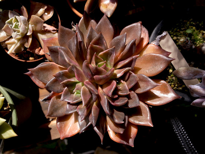 Echeveria "black prince" 黑王子