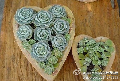 心形的多肉拼盘
