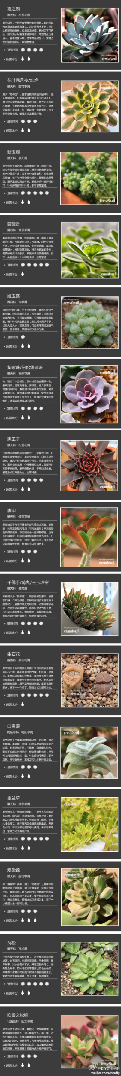 多肉植物。。。