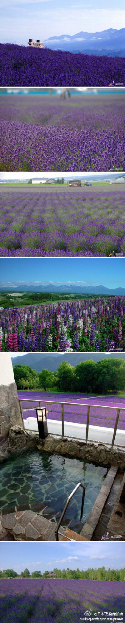 北海道的紫色夏天，富良野地区是著名的观赏薰衣草的名地除此之外，富良野北部的美瑛町也不可错过，不光有漫山遍野的紫色熏衣草，各色彩色花田拼接成的“拼布之路”美不胜收。最好观赏季节是夏季7月中旬到8月上旬，好…