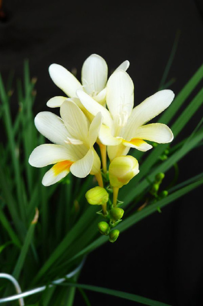 小苍兰（Freesia refracta Klatt），别名香雪兰，原产非洲南部好望角一带。香气浓郁醇正，花姿优雅动人，花色鲜艳。花语：纯真，无邪。