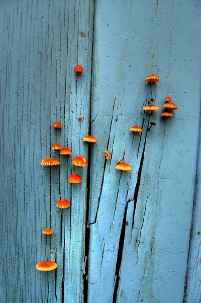 菌
